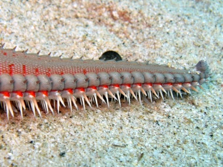 Astropecten aranciacus (Linnaeus, 1758)